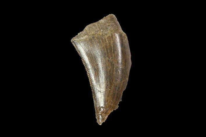 Bargain, Tyrannosaur (Nanotyrannus) Tooth - Montana #92799